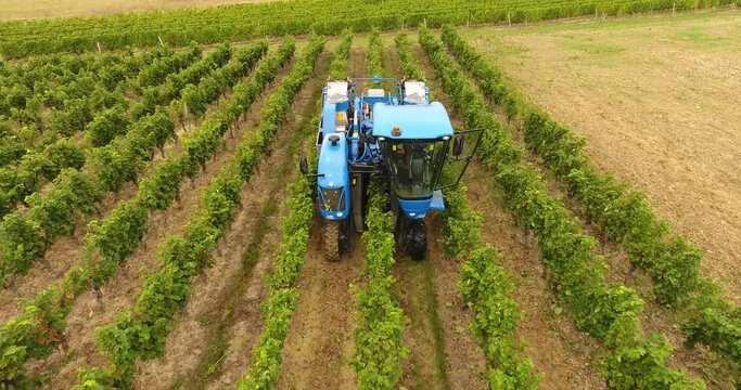 Parcelle de vigne pendant les vendanges
