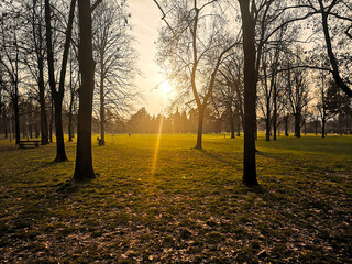 Tramonto d'autunno tra gli alberi 