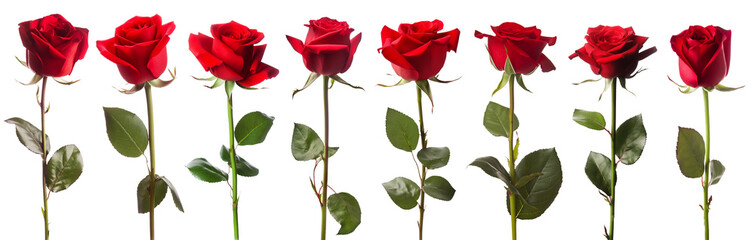 set of isolated red rose flowers. Created with Generative AI - obrazy, fototapety, plakaty