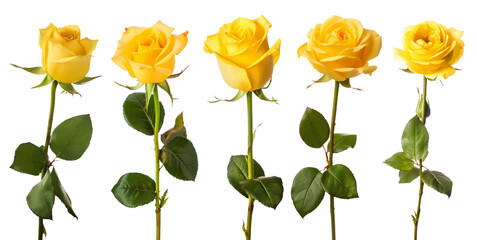 set of isolated yellow rose flowers. Created with Generative AI - obrazy, fototapety, plakaty