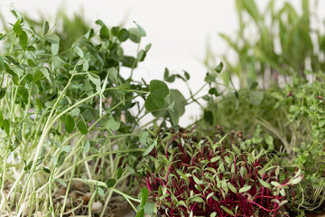 Germination of microgreens. Germination of seeds at home.