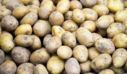 Fresh Potatoes. Vegetable background. Potato harvest.
