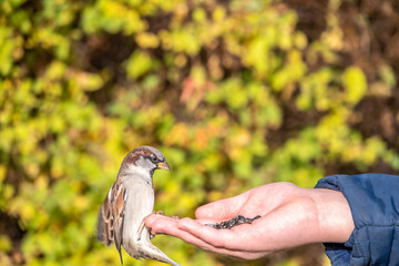 The boy feeds the birds with seeds from his hand. Sparrow eats seeds from the boy's hand