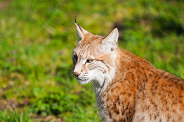 Portrait of a lynx. Animal close-up.
