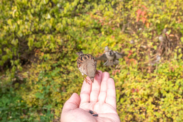 Sparrow eats seeds from a man's hand
