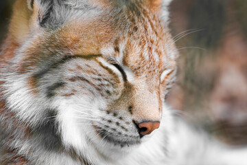 Naklejka premium Portrait of a lynx. Animal close-up. 