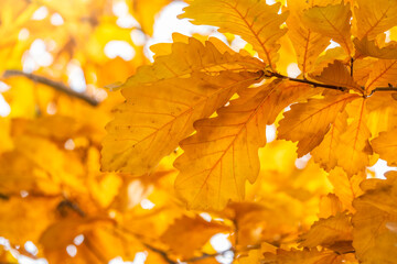 Oak branches with yellow leaves in autumn park
