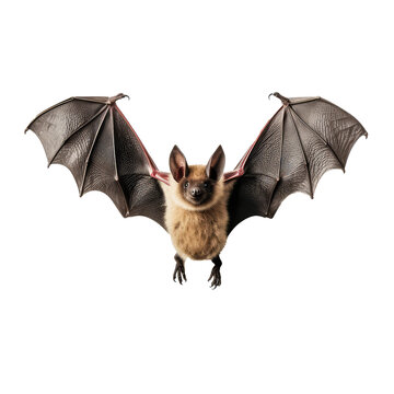 bat on a transparant background, PNG, Generative Ai