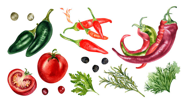 Set of various hot peppers and tomatoes watercolor illustration isolated on white. Herbs, tobasco, red chili, jalapeno hand drawn. Design element for wrapping, menu, market, ingredients, tableware