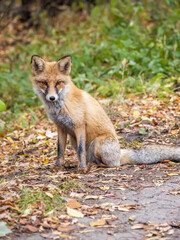 Close up of a red fox Vulpes vulpes, sitting on a path in the forest.