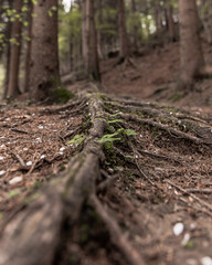 Waldboden