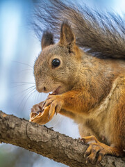 The squirrel with nut sits on tree in the autumn. Eurasian red squirrel, Sciurus vulgaris.
