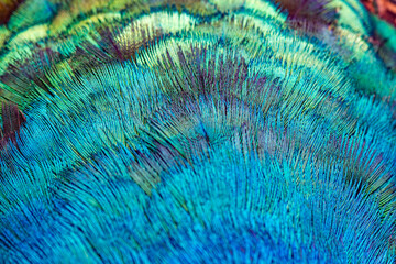 Close up Indian Pheasant, an abstract combination of the color , pattern and From of Male Peacock's...