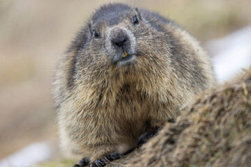 Murmeltier, mankei, muggen im Portrait