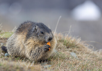 Murmeltier, mankei, muggen frißt karotte