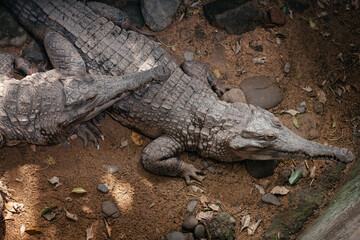 Two crocodiles lie on the ground with stones