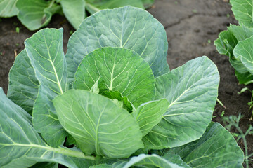 Young cabbage grows in a market garden