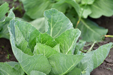 Young cabbage grows in a market garden