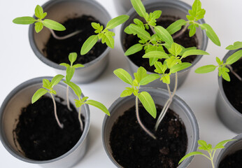 Agricultural background. We grow tomato seedlings at home. Rooted tomato sprouts on a white wooden table. Ready for boarding.