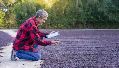 Obraz premium smart farmer using technology tablet computer check quality of dried coffee beans drying on concrete patio,concept of coffee production,harvesting and processing of the beans,coffee business, industry