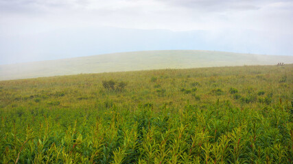 Fototapeta premium grass on the meadow on a foggy day. outdoor scenery of carpathian mountains in springtime. challenging weather conditions