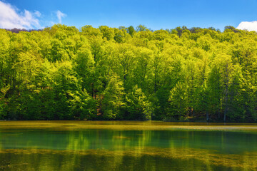 landscape with park pond. forest on the hill beneath a sky with puffy clouds. sunny weather in...