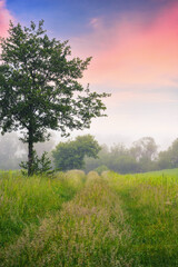 Fototapeta na wymiar deciduous trees on the grassy field. rural landscape at dawn. foggy scenery in summer