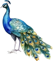 Peacock bird watercolor illustration. Generative AI