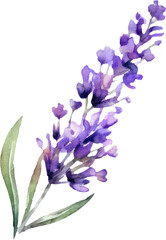 Lavender Flowers Watercolor Illustration. Generative AI