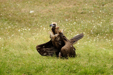 Cinereous vulture (Aegypius monachus) on the grass