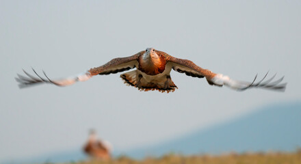 Great bustard (Otis tarda) flying