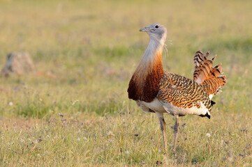 Great bustard (Otis tarda) portrait