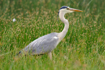 Grey heron (Ardea cinerea) on the grass