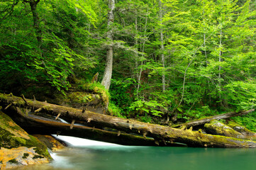 Waterfall in a forest of Pyrenees