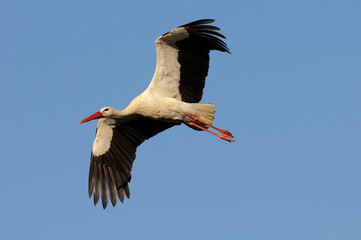 white stork (Ciconia ciconia) flying