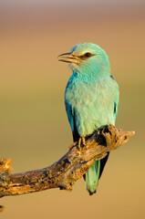 European roller (Coracias garrulus) perched