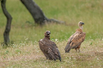 Cinereous vulture (Aegypius monachus) and Eurasian griffon vulture (Gyps fulvus)