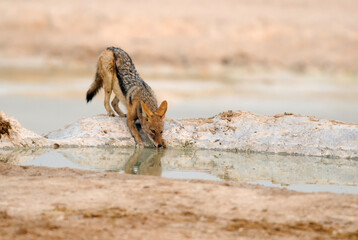 Black-backed jackal (Lupulella mesomelas) in Etosha National Park (Namibia)