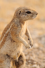 Squirrel in Etosha National Park (Namibia)