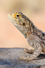 Lizard on a stone in Namib-Naukluft National Park. Namibia
