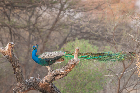 common peafowl (Pavo cristatus) in Rundu (Namibia)