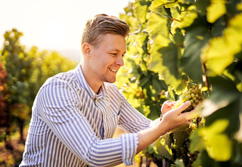 Smiling young man holding a bunch of grapes in a wineyard and checking if it is ripe enough - Millennial man harvesting grapes for producing wine - Harvesting and vine-growing concept