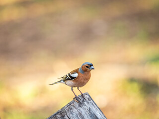 Common chaffinch, Fringilla coelebs, sits on a tree. Common chaffinch in wildlife.