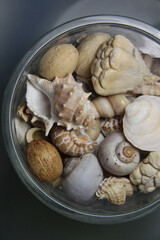 Mix of big beautiful shells, macro shot