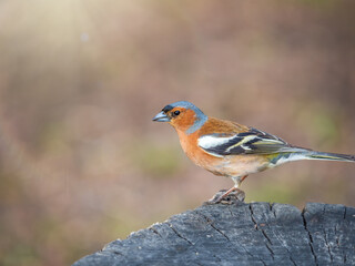 Common chaffinch, Fringilla coelebs, sits on a tree. Common chaffinch in wildlife.