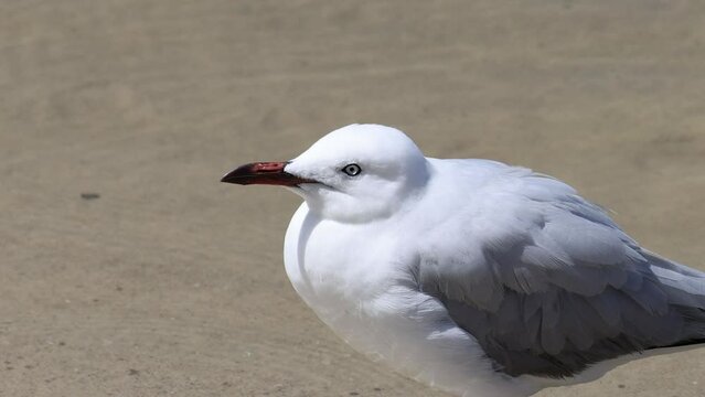 Close-up Footage of Red-billed Gull Standing on Sand by the Water