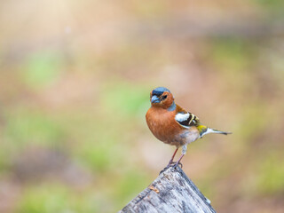 Common chaffinch, Fringilla coelebs, sits on a tree. Common chaffinch in wildlife.