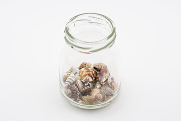 小瓶に入れた貝殻