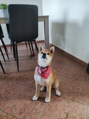 dog sitting on the floor with foulard