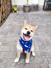 Happy little dog with foulard